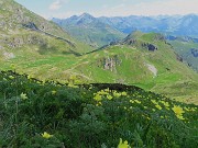 42 Distese di Pulsatilla alpina sulphurea (Anemone sulfureo)